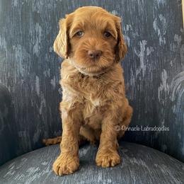 Australian Labradoodle Puppies from Pinnacle Labradoodles