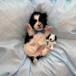 Snoopy - Black and white male Shih Tzu puppy in Springboro, Ohio from Shih Tzus of Springboro LLC.