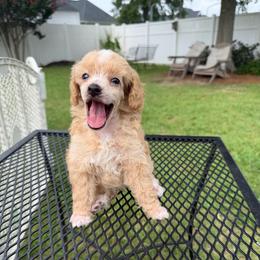 Corbin - Parti male Poodle puppy in Florence County, South Carolina from Modern Family Standards