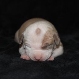American Pit Bull Terrier Puppies from Mika Tica Kennels