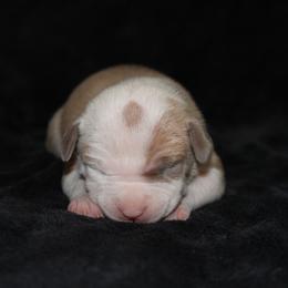 American Pit Bull Terrier Puppies from Mika Tica Kennels