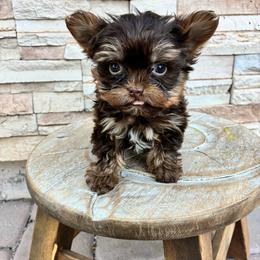 Little Finn - Chocolate and tan male Yorkshire Terrier puppy in Yuma, Arizona from Yuma Yorkie