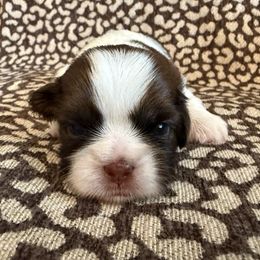Girl 1 Dark brown runt - Liver and white female Shih Tzu puppy in Sherman, Texas from Shannon’s Sweet and Sassy Shih Tzu’s