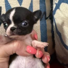 Princess Daisy - Black and white female Chihuahua puppy in Dime Box, Texas from Color Me Crazy Chihuahuas