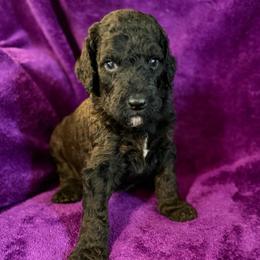 Romeo - Parti male Poodle puppy in St. Johnsbury, Vermont from Poodles of the Northern Woods