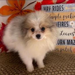 AKC Finn - Cream parti male Pomeranian puppy in Byron, Georgia from Tracys Pom Palace
