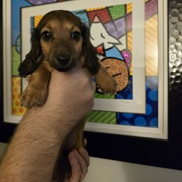 Azshara - Sable female Dachshund puppy in Redlands, California from Pearson's Dachshunds