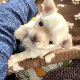 Chihuahua Puppies from Wild Mountain Chihuahuas