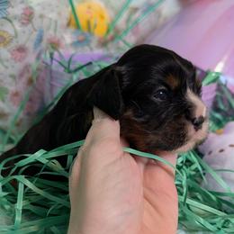 Winnie - Black and tan female Cavalier King Charles Spaniel puppy in Stilwell, Oklahoma from Love Bug Cavaliers
