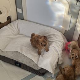 Poodle Puppies from ItalianToyPoodles