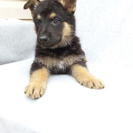 German Shepherd Puppies from Guardian Breeders