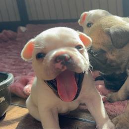 Kaycee - White male French Bulldog puppy in Cleveland, Tennessee from Grammer's Southern Breeding