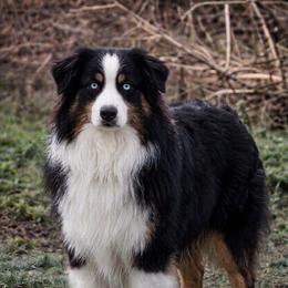 Vesper - Australian Shepherd