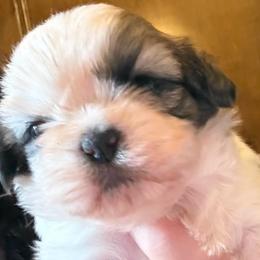 Orion - Brindle and white male Shih Tzu puppy in Frisco, Texas from My Royal Shih Tzu⚜️