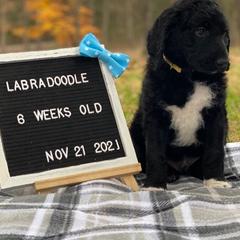 Aussiedoodles and Labradoodles from Doodle This Doodle That