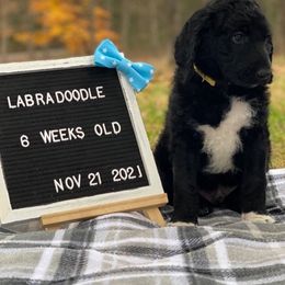 Aussiedoodles and Labradoodles from Doodle This Doodle That