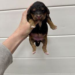 Kate - Black tri-color female Aussiedoodle puppy in Heber City, Utah from Junipersdoodles