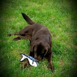 Ford - Labrador Retriever