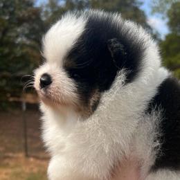 Boy 1 - Black and tan parti male Pomeranian puppy in Newalla, Oklahoma from Classy Poms
