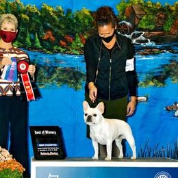 French Bulldog All Grown Up from Kathy Cardoso