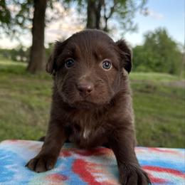 Girl 3 - Red tri-color female Australian Shepherd puppy in Hillsboro, Illinois from Perfect Paws Puppies