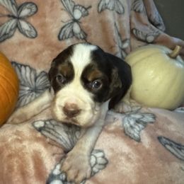 Milky Way - Liver white and tan female English Springer Spaniel puppy in Coeur D'alene, Idaho from Springer Hollow