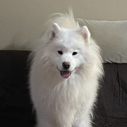 Leo - Samoyed