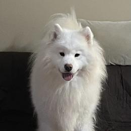 Leo - Samoyed