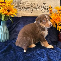 Charlie - White and red male Border Collie puppy in Moody, Texas from Narrow Gate Farm