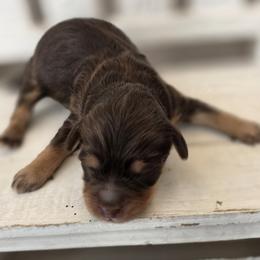 Flopsy - Chocolate female Goldendoodle puppy in Decatur, Tennessee from Diamond's Doodles