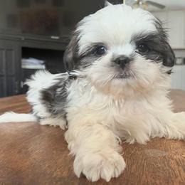 Hero - Liver and white male Shih Tzu puppy in Stroudsburg, Pennsylvania from Puppyville Pa Shih Tzu & frenchies