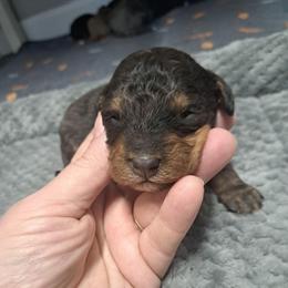 Ben - Phantom male Bernedoodle puppy in Lafayette, Alabama from Williams Lake Doodles
