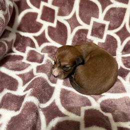 Female 2 - Sable female Dachshund puppy in Houma, Louisiana from Portier’s Mini Dachshunds