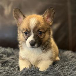 MN - F2 - Sable female Pembroke Welsh Corgi puppy in Stockton, Iowa from Infinity Corgis