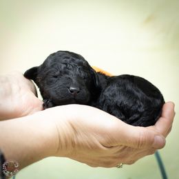 Mesmer - Valaurah's It's All In Your Heart - Black Poodle puppy in Eugene, Oregon from Valaurah Farms
