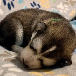 Dwight - Gray and white male Alaskan Malamute puppy in Palmyra, Michigan from Illusion Kennel