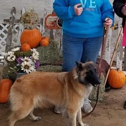 Belgian Tervuren from Gallery's Belgian Tervurens