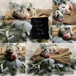Great Dane Puppies from Cook’s Gentle Giants