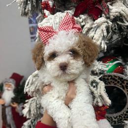 Snow White - Cream female Goldendoodle puppy in Quitman, Texas from Wright Doodles