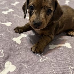 Kiwi - Dapple female Dachshund puppy in Raeford, North Carolina from Army of Dachshunds