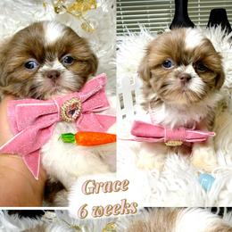 Grace - Lilac female Shih Tzu puppy in Coolidge, Arizona from Shih Tzu’s  ‘N’ Love