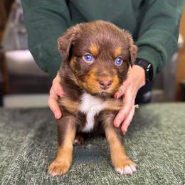Cobbler (blue) - Red tri-color female Australian Shepherd puppy in Falmouth, Kentucky from Queen City Farm