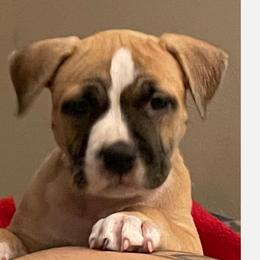 American Bully, American Staffordshire Terrier, and Bulldog Puppies from Lunatic Kennels