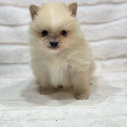 Butterscotch - Cream parti male Pomeranian puppy in Stuart, Virginia from Lil Aussie Posse
