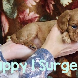Surge Puppy 1 - Ruby male Cavalier King Charles Spaniel puppy in Racine County, Wisconsin from Hough's Danes and Cavaliers