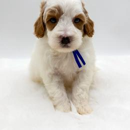Donkey Kong - Parti male Goldendoodle puppy in Sunman, Indiana from Brunsman Country Doodles LLC