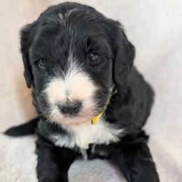 Yarra - Black and white female Sheepadoodle puppy in Seaman, Ohio from Ohio Valley Sheepadoodles