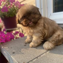 Girl 3 Sasha - Liver female Shih Tzu puppy in Troy, Michigan from "Shihtzu Best Friend"