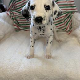 Aunt Em - White and black female Dalmatian puppy in Chehalis, Washington from Dalmatian Vacation