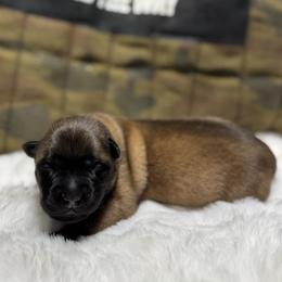 Ava - Gold brindle female Dutch Shepherd puppy in Watertown, Connecticut from APACHEK9